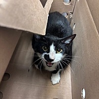 adopt a pet