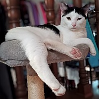 adopt a pet