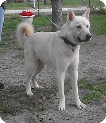 SAN ANTONIO, TX - Akita. Meet TEXAS a Pet for Adoption.