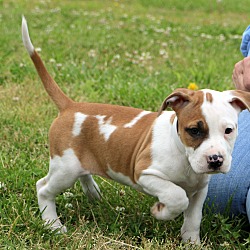 Thumbnail photo of Addie~adopted! #4