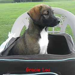 Thumbnail photo of Gracie~adopted!! #3