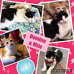 Thumbnail photo of Domino #1