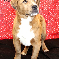 Thumbnail photo of Ryder~adopted! #3