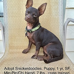 Thumbnail photo of Snickerdoodles MinPinx puppy! #2