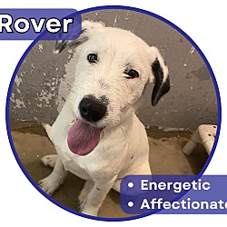 Photo of Rover
