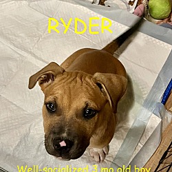 Photo of RYDER