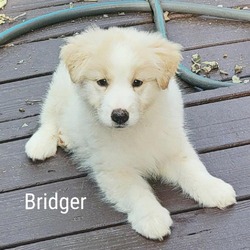 Photo of Bridger