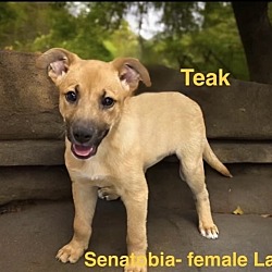 Photo of Teak - sister of Tallow