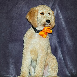 Photo of Apollo- Double Doodle