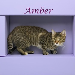 Thumbnail photo of Amber C24-237 #3