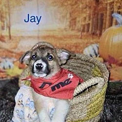 Thumbnail photo of Jay #1