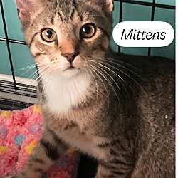 Thumbnail photo of Mittens #1