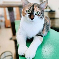 adopt a pet