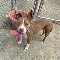 adopt a pet