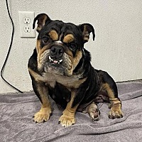 adopt a pet
