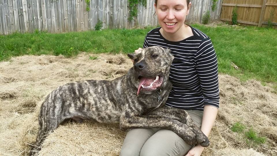 Knoxville Tn Cane Corso Meet Hudson A Pet For Adoption