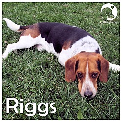 Thumbnail photo of Riggs #1