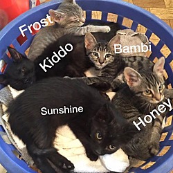 Photo of kittens and more kittens