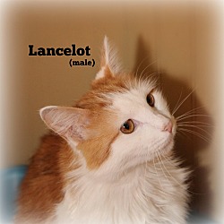 Thumbnail photo of Lancelot #2