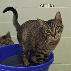 Thumbnail photo of Alfalfa #2