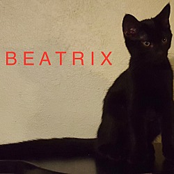Thumbnail photo of Beatrix-adopted 2-17-18 #2