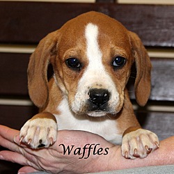 Thumbnail photo of Waffles ~meet me! #2