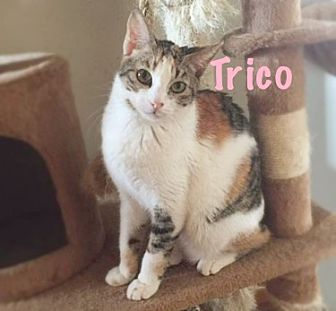 Trico From Oman  Feline  Solutions Inc 