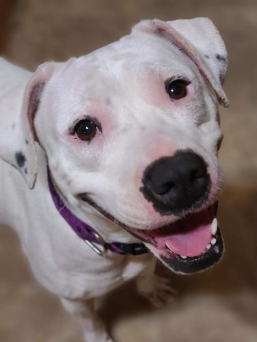 Adopt Dartina a White Pit Bull Terrier / Mixed dog in