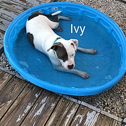 Thumbnail photo of Ivy #2