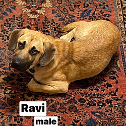 Thumbnail photo of Ravi #3