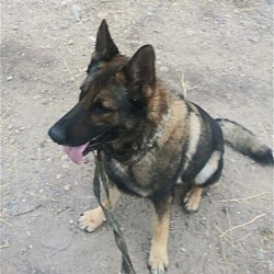 Thumbnail photo of Jake the Sable #2