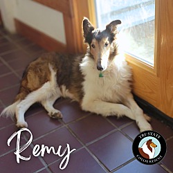 Thumbnail photo of Remy #1