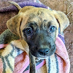 Thumbnail photo of Maya/ADOPTED #4