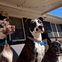 adopt a pet
