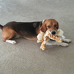 Thumbnail photo of Duke- Beagle #3