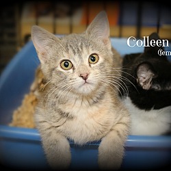Thumbnail photo of Colleen #1