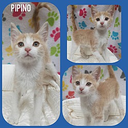Photo of Pippino