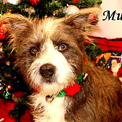 Thumbnail photo of Mudge~adopted! #1
