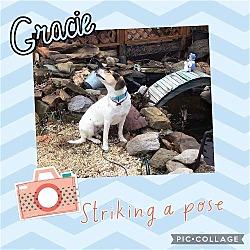 Thumbnail photo of Gracie #4
