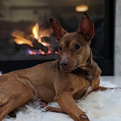 Photo of Dobby