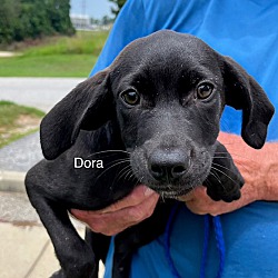 Photo of Dora