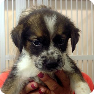 australian shepherd english bulldog mix shep adopted puppy greencastle nc border collie australian australian shepherd english bulldog mix shep adopted puppy greencastle nc border collie australian