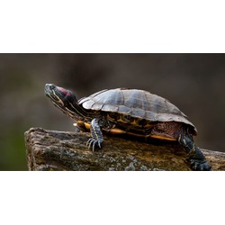 Photo of RED-EARED SLIDER