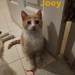 Photo of Joey, Willow Grove Area (FCID 05/14/2024-130)