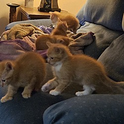 Photo of Kittens