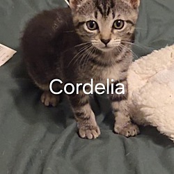 Thumbnail photo of Cordelia #1