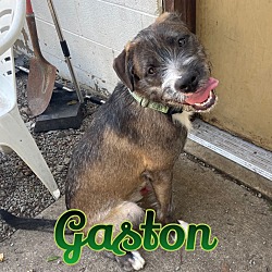 Thumbnail photo of Gaston #1