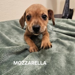 Thumbnail photo of Mozzarella #2