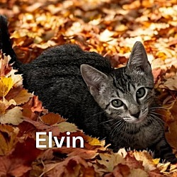 Thumbnail photo of Elvin #1