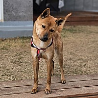 adopt a pet